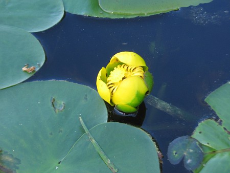 NUPHAR LUTEUM